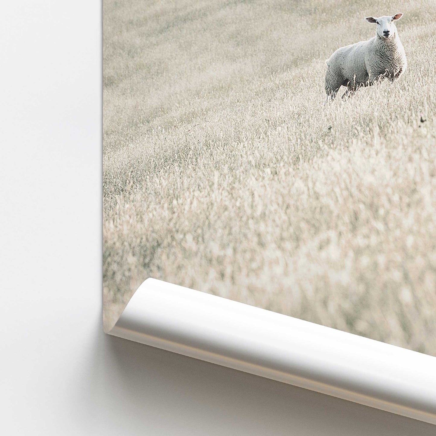 Serene Sheep Pasture Promotional Rolled Print