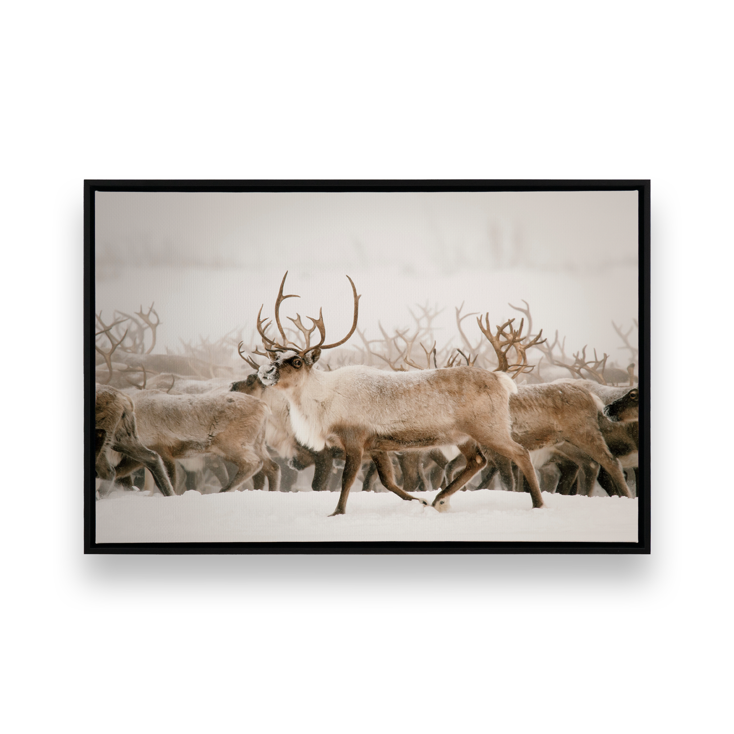 [Color:Satin Black],[SPECIAL], Front image of the art