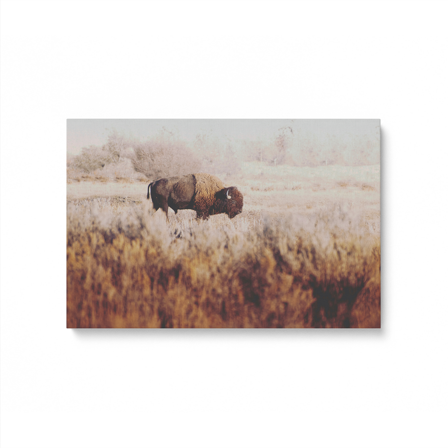 [color:Stretched Canvas], Picture of art in a black frame