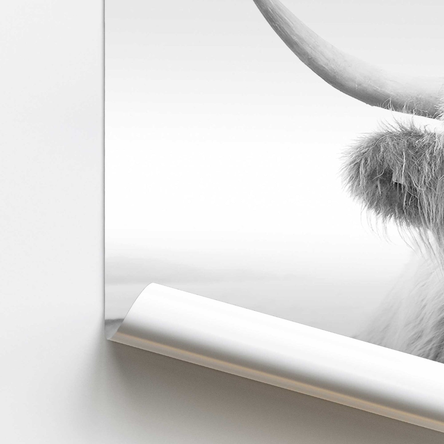 Playful Highland Cow Promotional Rolled Print
