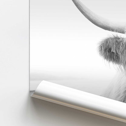 Playful Highland Cow Promotional Rolled Print