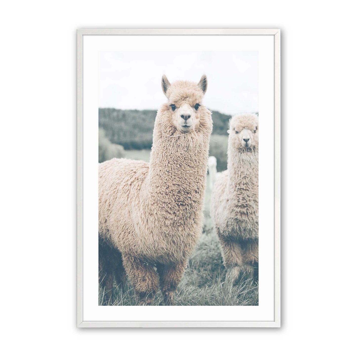 [Color:Opaque White], Picture of art in a Opaque White frame