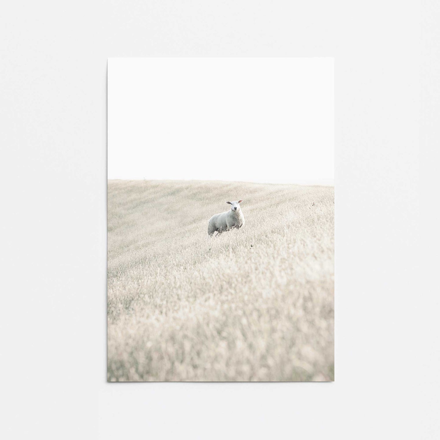 Serene Sheep Pasture Promotional Rolled Print