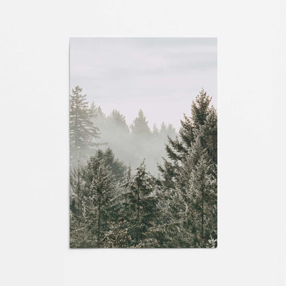 Hushed Evergreens II Promotional Rolled Print