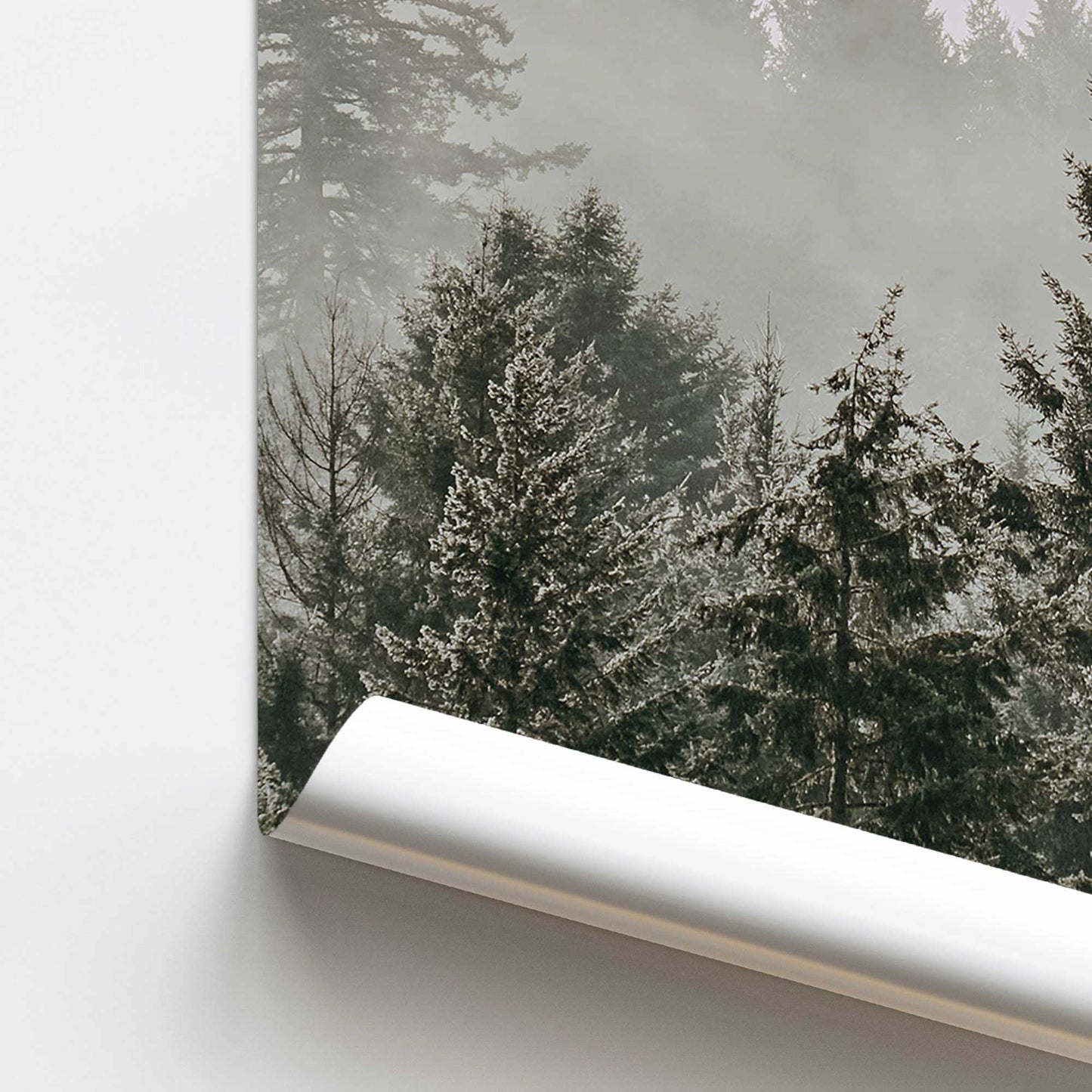 Hushed Evergreens II Promotional Rolled Print