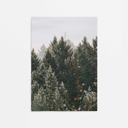 Hushed Evergreens III Promotional Rolled Print