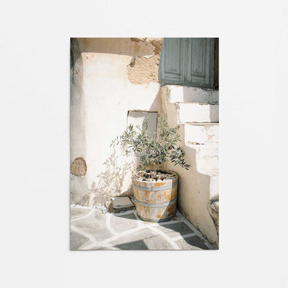 Olive Tree in the Sun Promotional Rolled Print